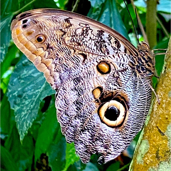 Meet the Posher Other - Stephanie 🌺Posh Ambassador🌺